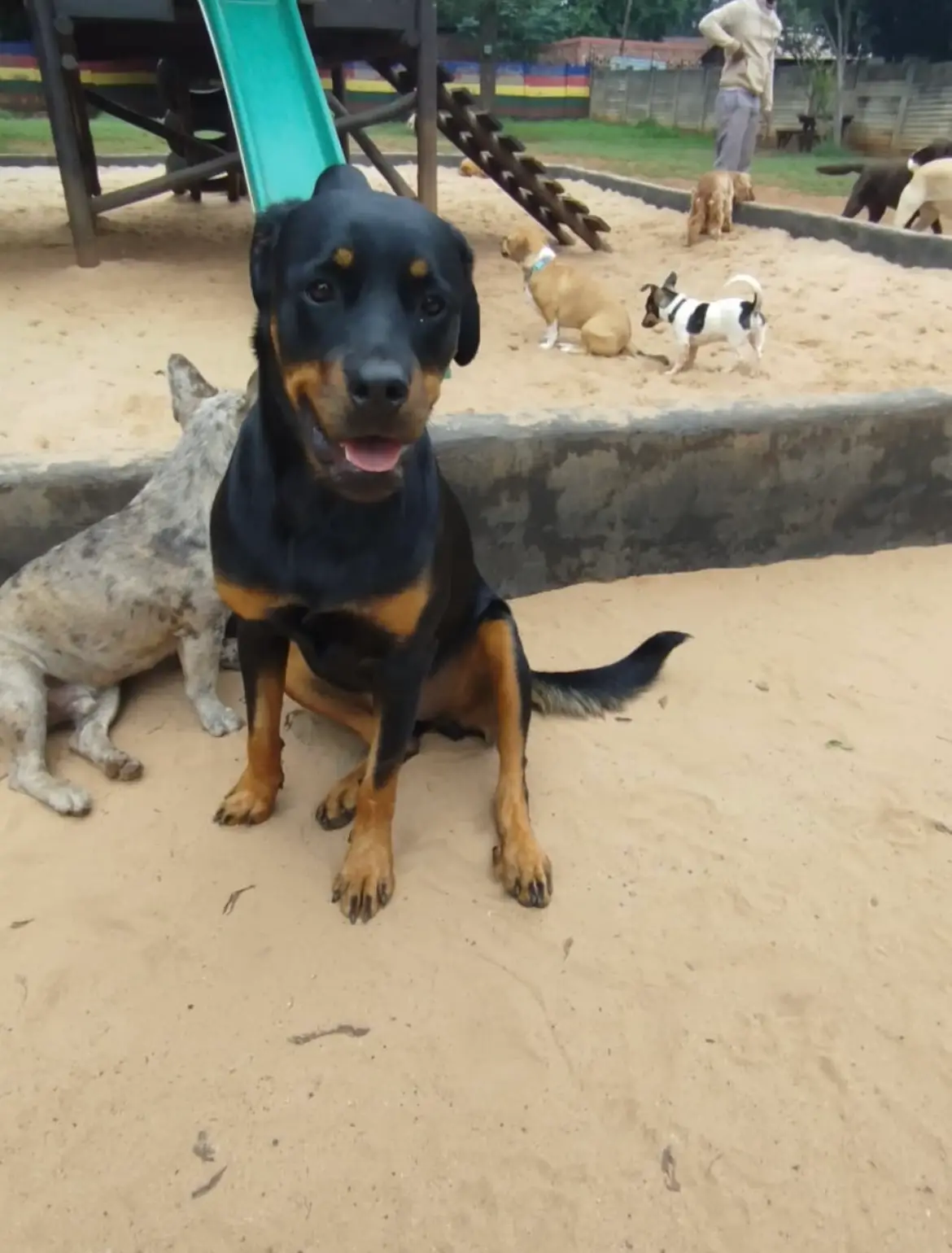 A Rottweiler sitting in the sand