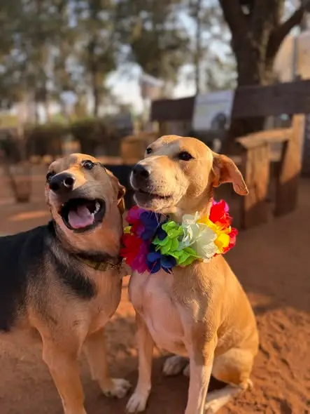 Two friends in leis