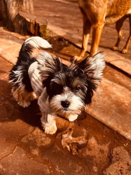 A little Yorkie mix