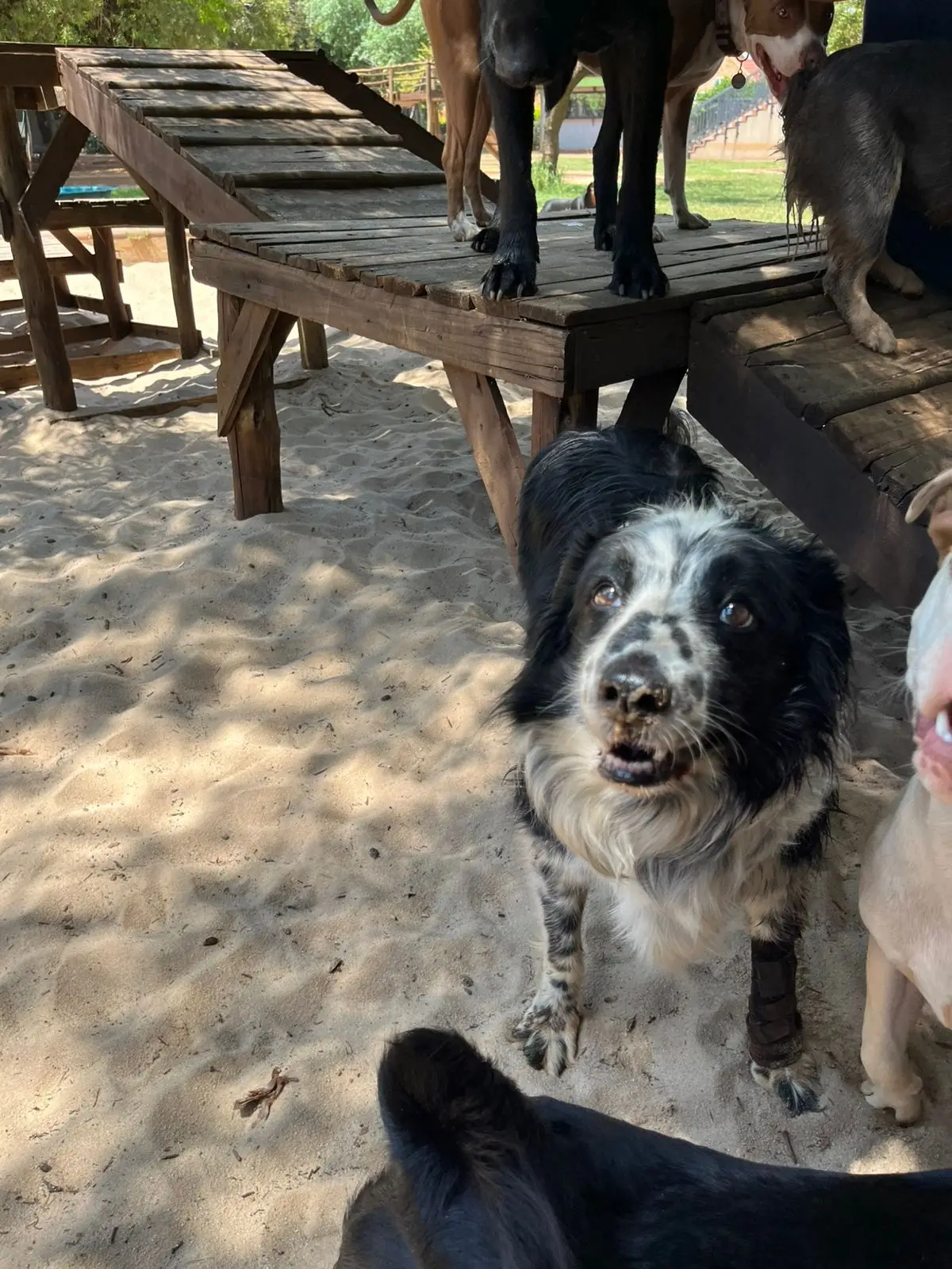 A collie mix under the wooden platform