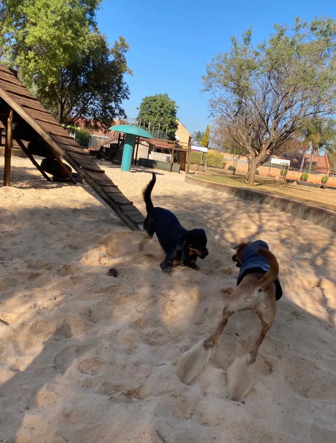 Dogs playing by the ramp in the sandy park