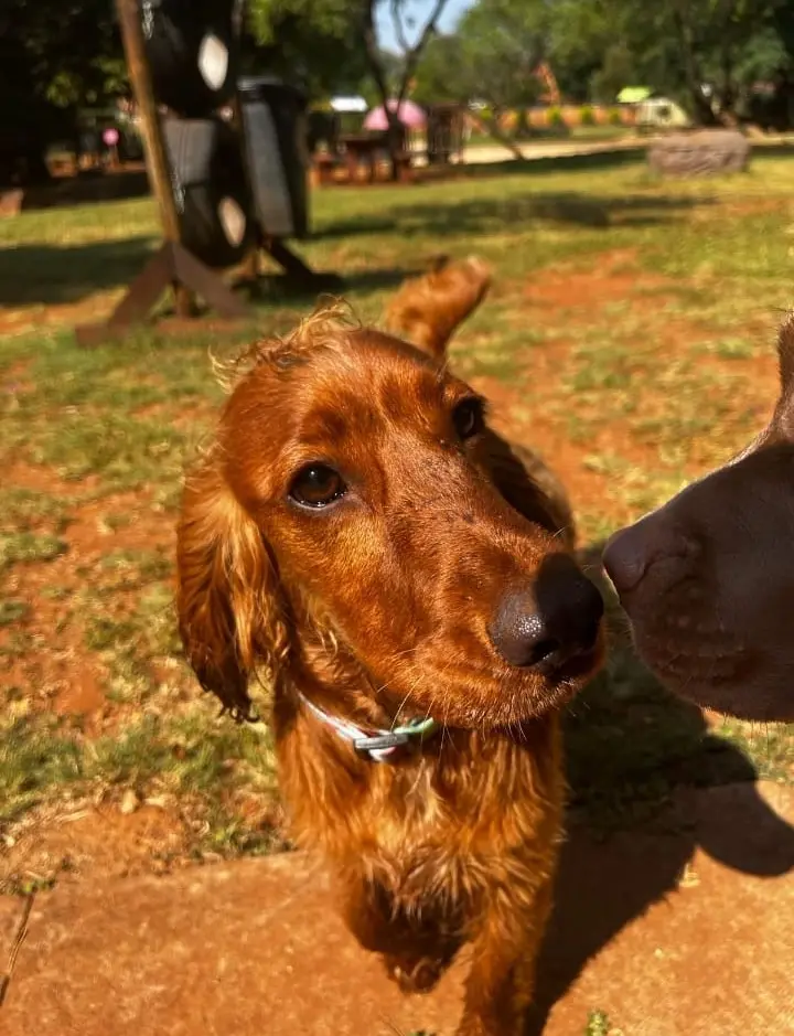 A red setter up close