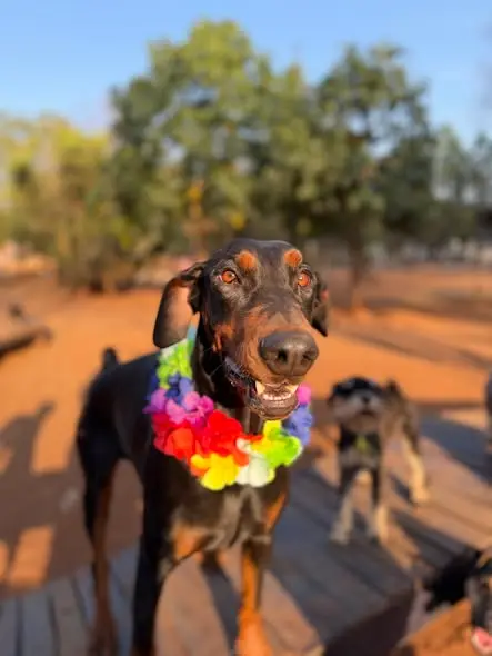 A Doberman in a lei
