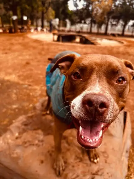 A happy pup in a jersey