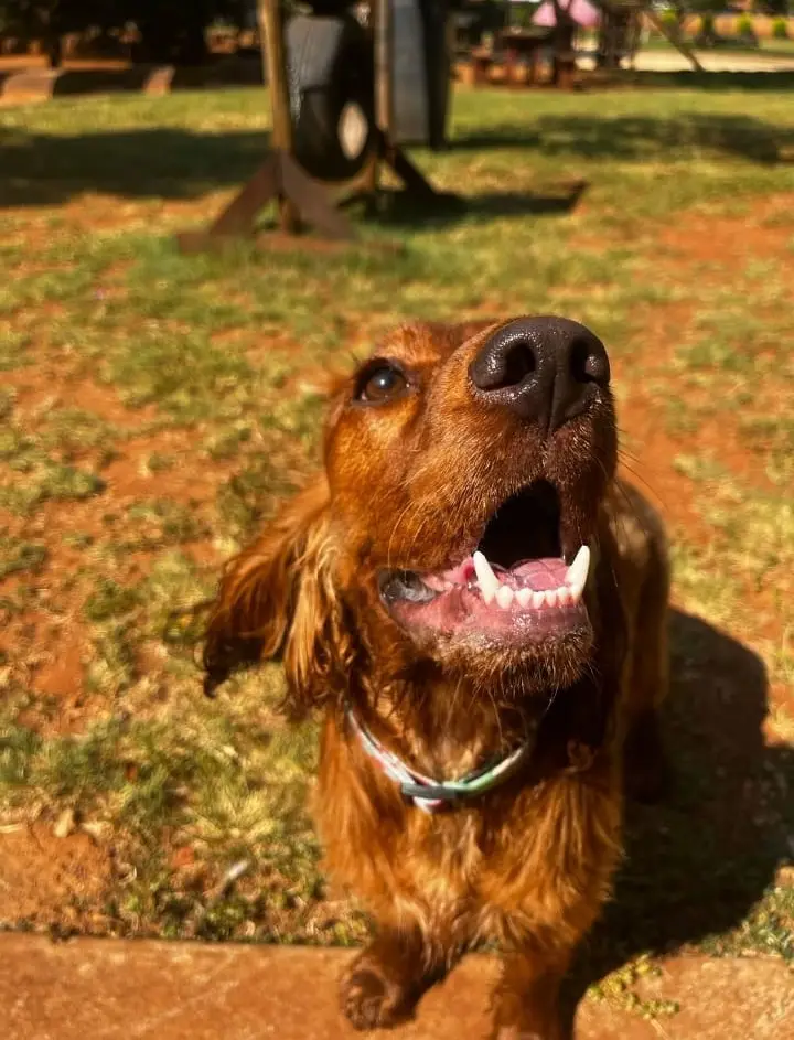 A red setter grinning in the park