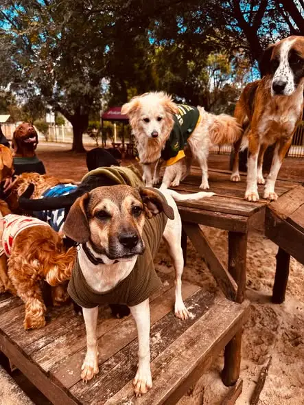 Dogs in their winter jerseys on the platform