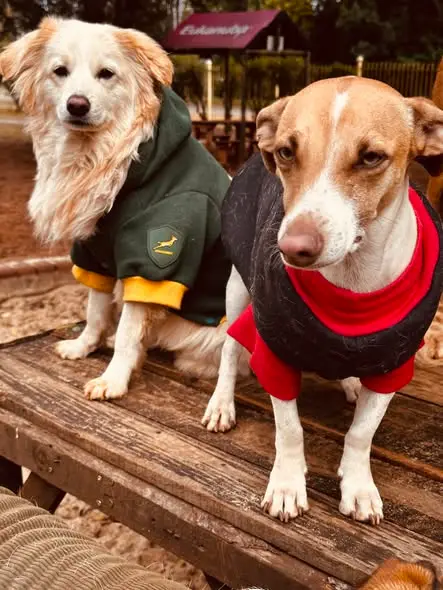 Dogs in jerseys on the platform