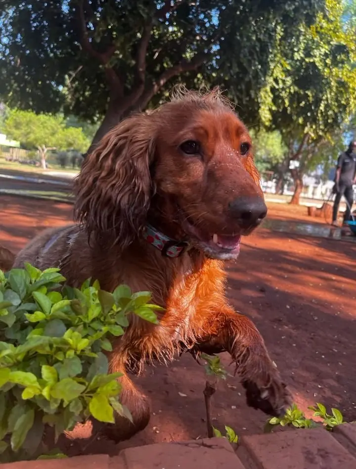 A red setter resting in the garden