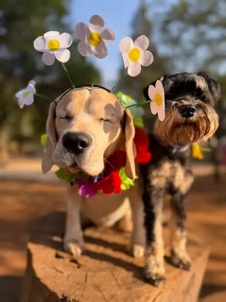Two friends in flower headbands