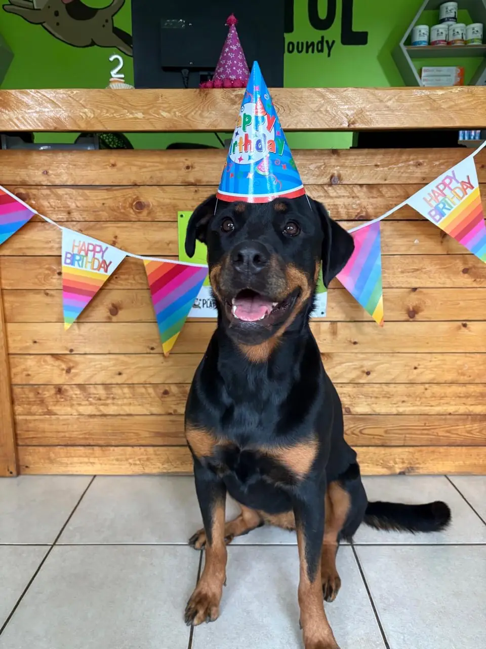 A Rottweiler in a party hat at a Playful Houndy birthday