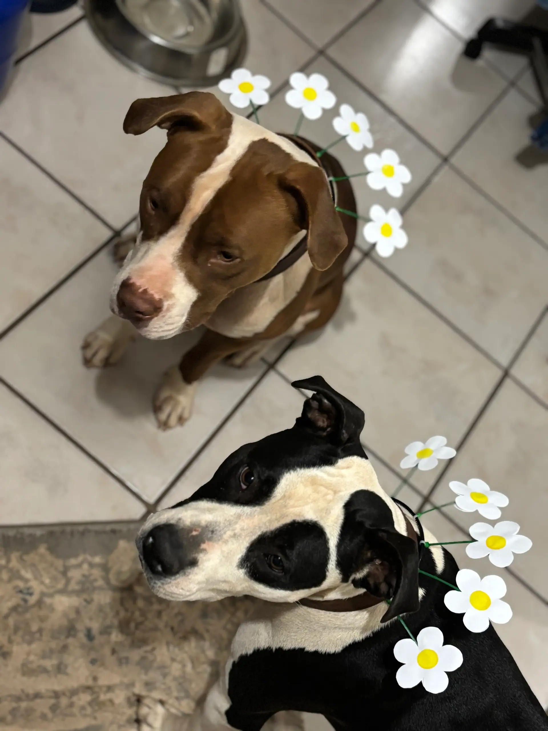 Two dogs in flower crowns