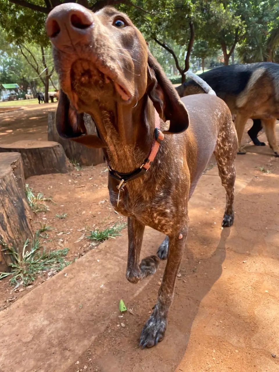 A pointer looking up for the ball