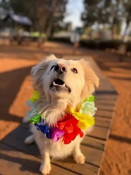 A fluffy pup in a lei