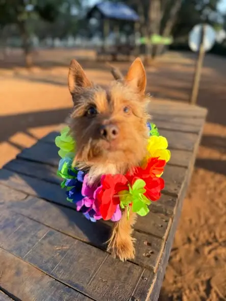 A terrier in a lei